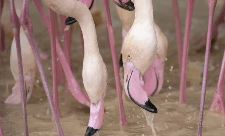 Flamingot pushtojnë arat me oriz në veri të Italisë/ Fermerët raportojnë deri në 90% humbje të prodhimit