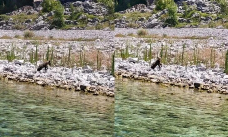 FOTOLAJM/ Ariu i vogël i murrmë ‘kapet’ duke u freskuar në Liqenin e Prespës