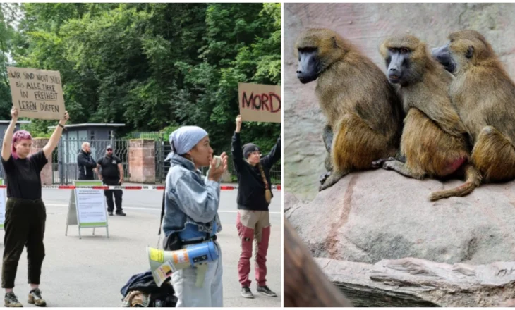 Gjermanët në protestë, vriten 12 majmunë në kopshtin zoologjik për mungesë hapësire