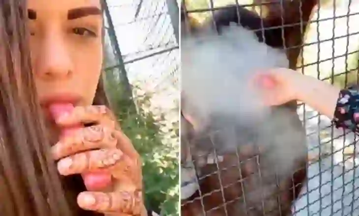 I dha cigare elektronike një orangutangu, shpërthen zemërimi online kundër boksieres ruse