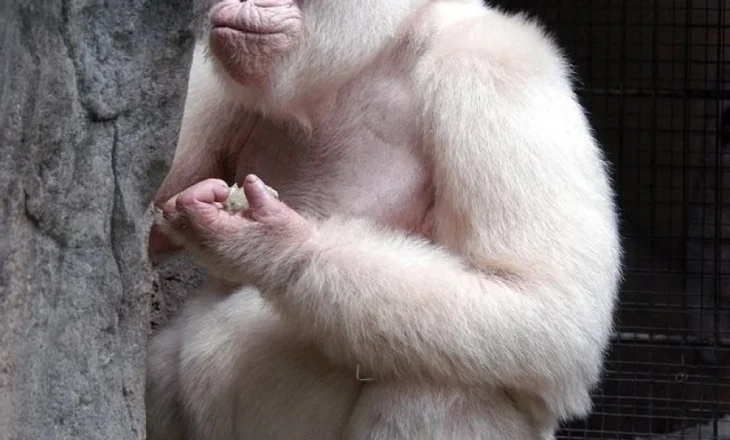 Kjo është Gorilla e vetme në botë me Albinizëm