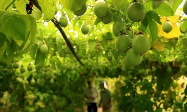 ‘Kopshti i Edenit’/ Shqipëria synon kultivimin e frutave ekzotike për Europën