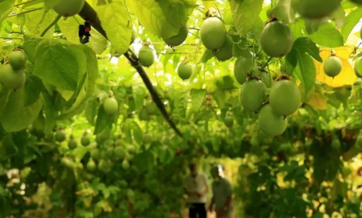 ‘Kopshti i Edenit’: Shqipëria synon kultivimin e frutave ekzotike për Evropën