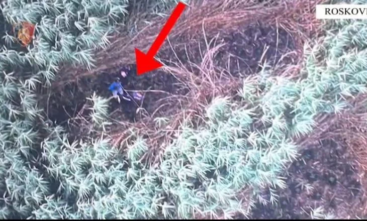 Kultivuan kanabis në Roskovec, policia arreston 2 vëllezërit. Asgjësohen bimët narkotike