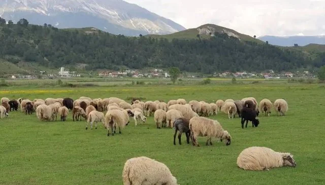 “Murtaja erdhi nga importi i pakontrolluar”/ Sëmundja te bagëtitë e imta, reagojnë fermerët: Kemi marrë masat tona