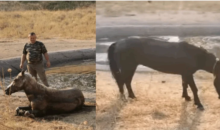 Ndërhyn Bashkia Dropull, shpëtohen 4 kuaj të ngecur te lera me ujë, disa të tjerë mbyten bashkë me lopët (VIDEO)