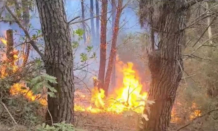 Ndezën zjarre qëllimisht, në një javë 18 piromanë të proceduar, 7 prej tyre në pranga