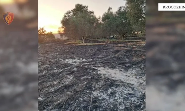 Ndezi zjarr, dogji 10 ha bimë si dhe rrezikoi banorët, arrestohet 41-vjeçari në Rrogozhinë