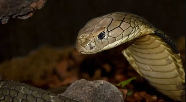 Një fëmijë 2 vjeçar kafshon kobrën për vdekje në Indi