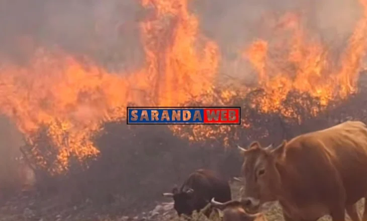 Një tufë lopësh ngelet e rrethuar nga zjarri – VIDEO