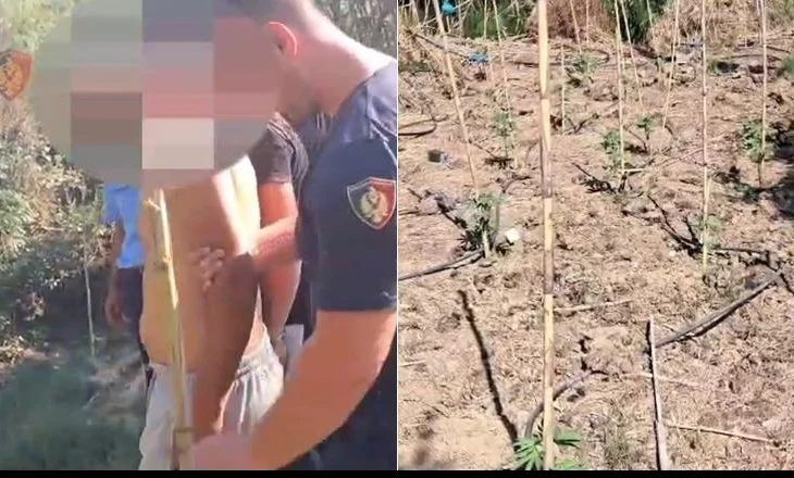 Operacioni antidrogë ‘Koordinata’/ Arrestohen dy persona, kultivuan 132 bimë narkotike në Visokë (EMRAT)