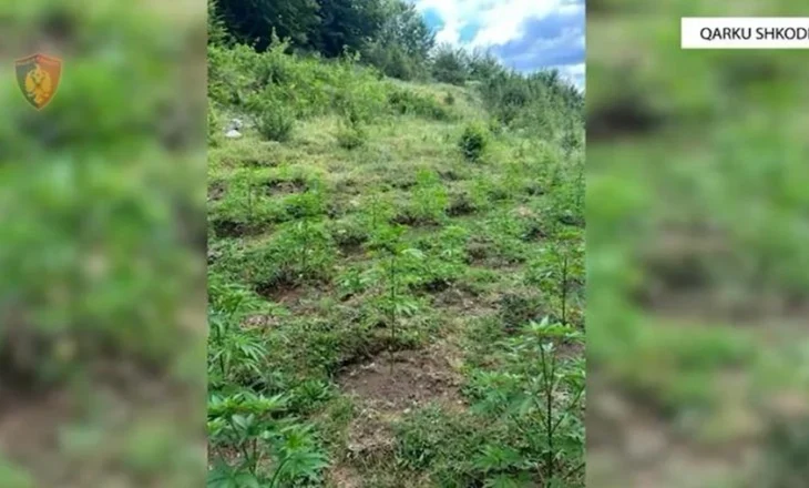 Parcelat me kanabis në Shkodër, trafikantët nuk gjenden, procedohen kryepleqtë e fshatrave