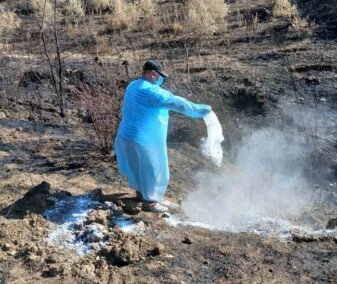 Pastrimi i territorit në Delvinë pas zjarreve, groposen bagëtitë e djegura