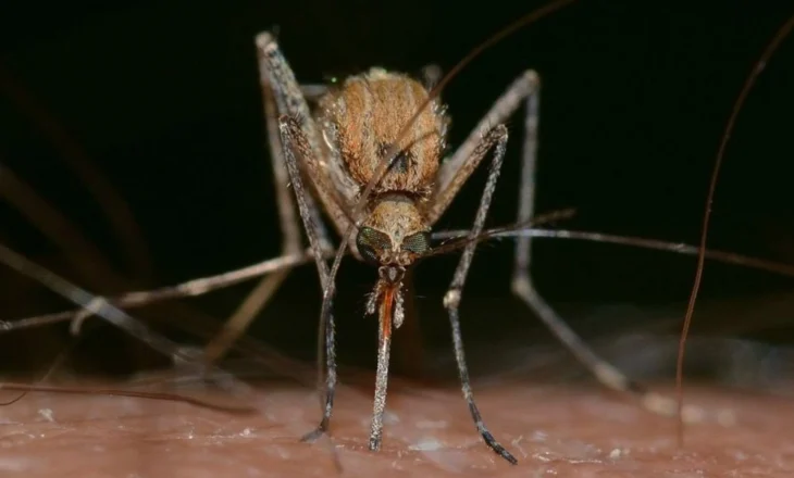 Përhapet nga mushkonjat, një virus që vjen nga disa ishuj në Oqeanin Indian kërcënon edhe Evropën