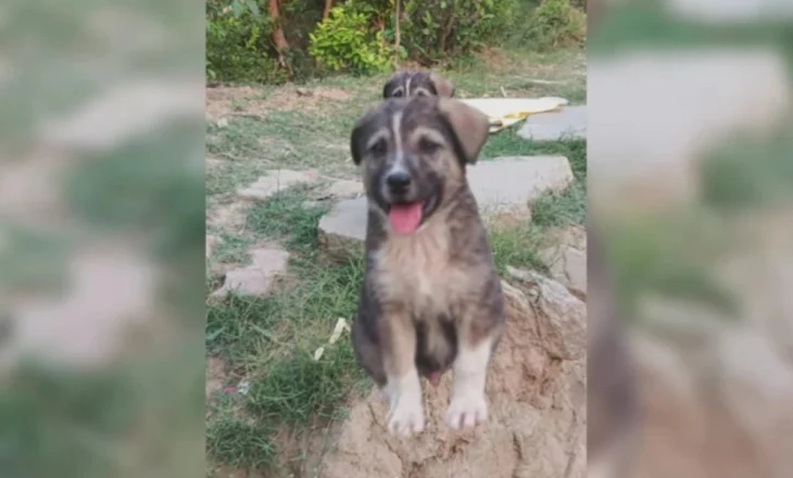 Qeni hero që shpëtoi 67 persona, filloi të lehte para një rrëshqitjeje masive dheu