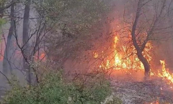 Shijak, flakët përfshijnë masivin pyjor në fshatin Shetel