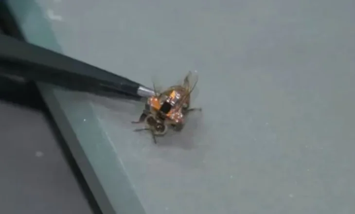 Shkencëtarët kinezë krijojnë bletën e parë robotike, një “spiune” që do të përdoret për…