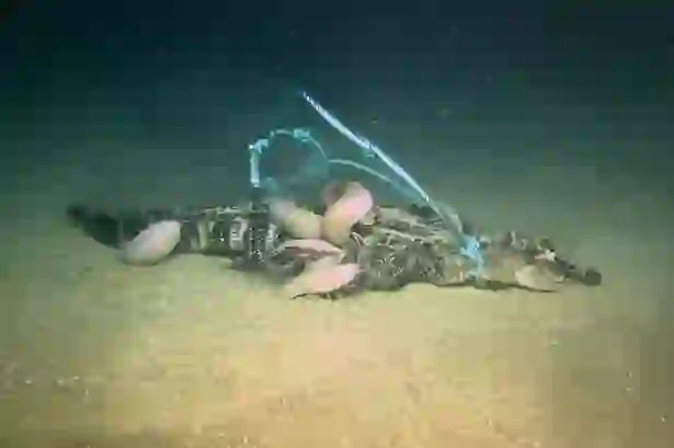 Shkencëtarët zbulojnë një racë të re monstruoze të ‘krimbave zombi’ që mund të gllabërojnë aligatorë të tërë