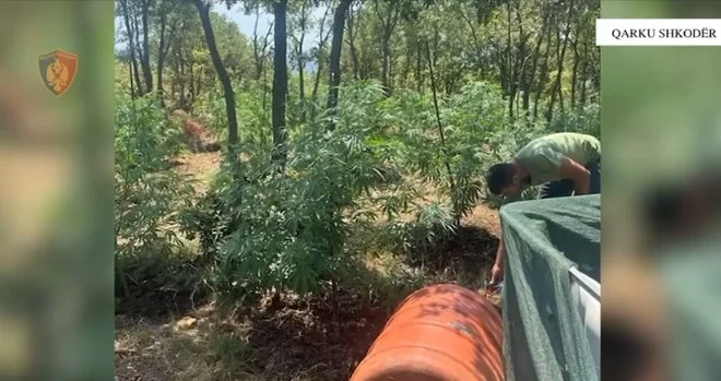 Shkodër, asgjësohen 3126 bimë narkotike/ E pësojnë 2 kryetarë fshatrash dhe një roje