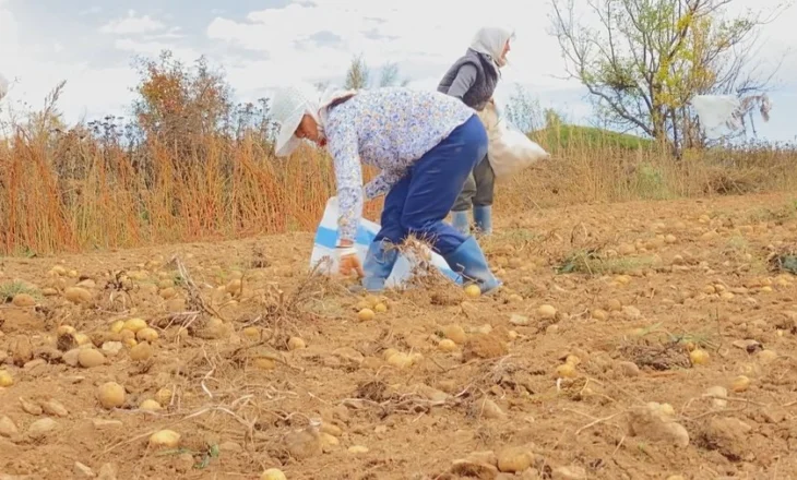 Shteti i ka braktisur, ulet ndjeshën sipërfaqja me të mbjella, shqiptarët po braktisin punimin e tokës