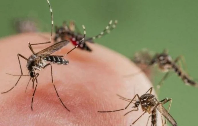 Si të reagoni pas një pickimi insekti? Ja hapat e thjeshtë që bëjnë diferencën në verë