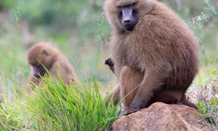 “S’kemi më vend për ta”/ Kopshti zoologjik në Gjermani vret 12 babuinë