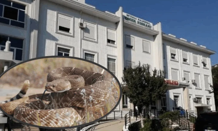 Spitali i Gjirokastrës dhe Përmetit pa antidot kundër pickimit të gjarprit, vajza rrezikoi prerjen e këmbës nëse s’do të shkonte në Tiranë