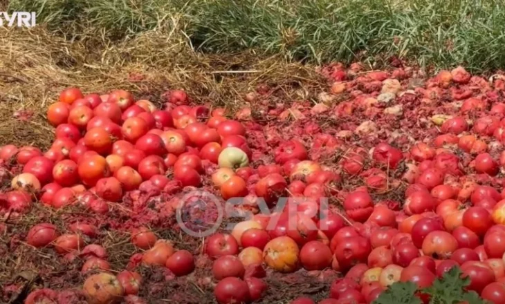 SYRI TV/ Elbasan, domatet e Jagodinës në kanal, prodhimi i fermerëve s`gjen treg