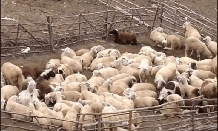 Tepelenë, hajduti hyn në stan dhe vjedh një shumë parash