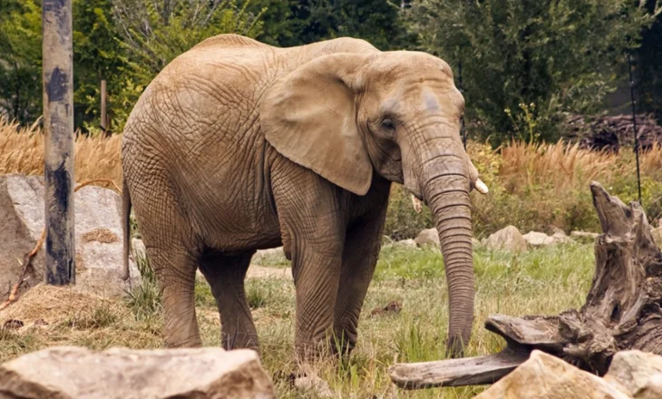 Tragjike në Afrikë! Dy turiste humbin jetën në Zambia pasi u sulmuan gjatë një safari nga një elefant dhe këlyshi i saj