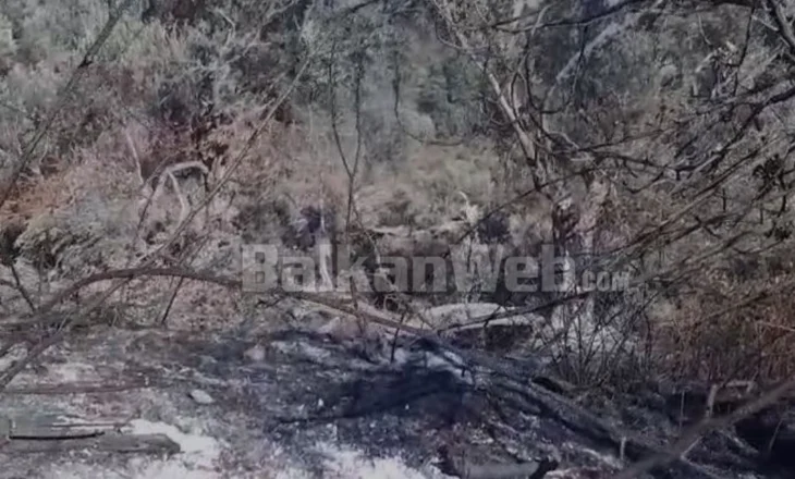 “U dogjën ullinjtë dhe pemët”/ Pamje trishtuese nga ajo që la pas zjarri në Shetel të Shijakut, banorët: Të verifikohen dëmet