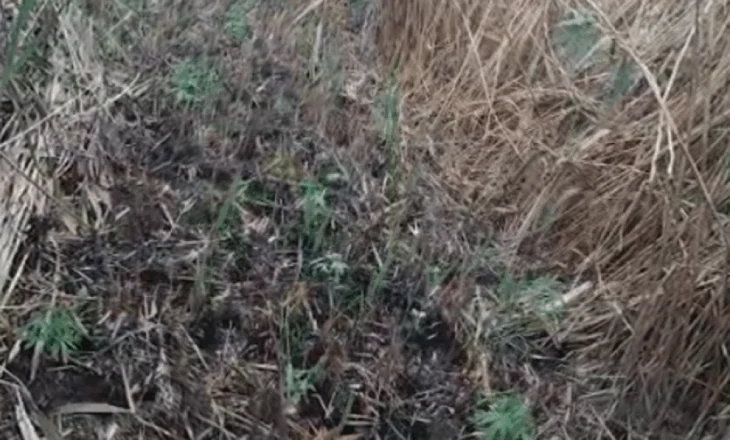 U kapën në flagrancë në parcelën me kanabis, arrestohen dy vëllezrit në Roskovec