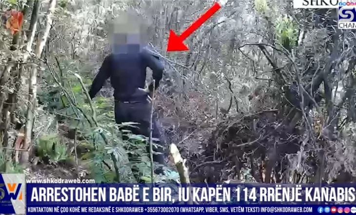 VIDEO – Arrestohen babë e bir në Drisht të Shkodrës, iu kapën 114 rrënjë bimë narkotike kanabis sativa