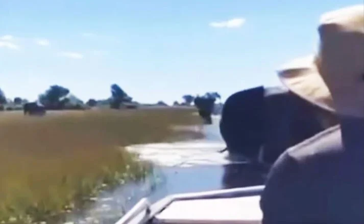 Video/ Elefanti sulmon varkën me turistë britanikë në një safari në Afrikën e Jugut