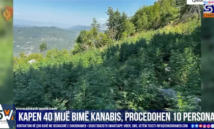VIDEO – Kapen mbi 40 mijë rrënjë kanabis në Dukagjin dhe Malësi e Madhe, procedohen 10 persona…