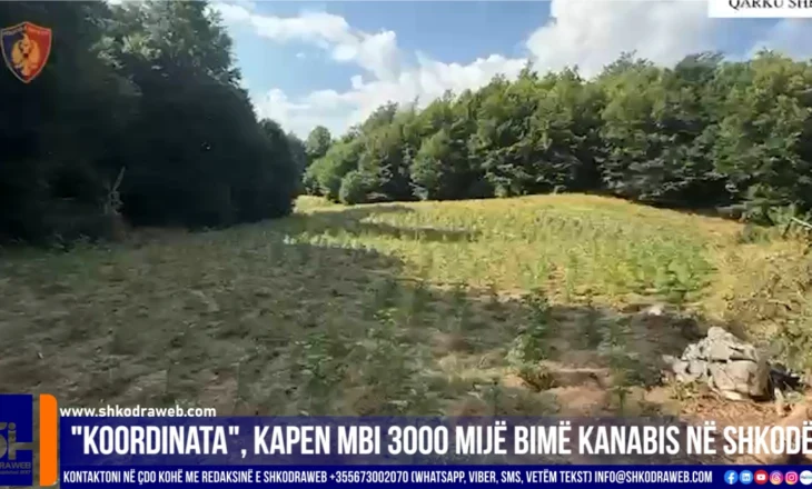 VIDEO – “Koordinata”, kapen mbi 3 mijë rrënjë kanabis në Shkodër, Malësi e Madhe dhe Vau Dejës…