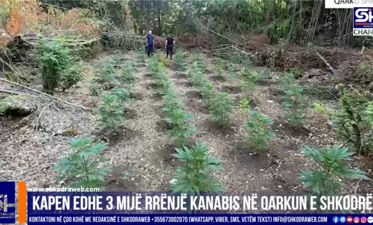 VIDEO – Operacioni “Koordinata”, kapen edhe 3 mijë rrënjë kanabis në qarkun e Shkodrës, procedohen 2…