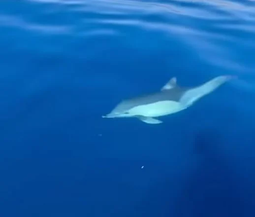 VIDEO/ Rama: Spektakël delfinësh në bregdetin magjepsës të Himarës