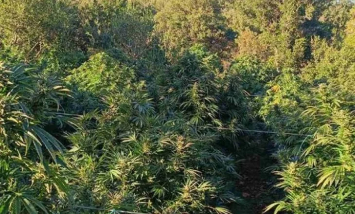 Zbulohet një plantacion me 165 fidanë kanabisi pranë kanaleve të ujitjes në Selanik, arrestohet shqiptari