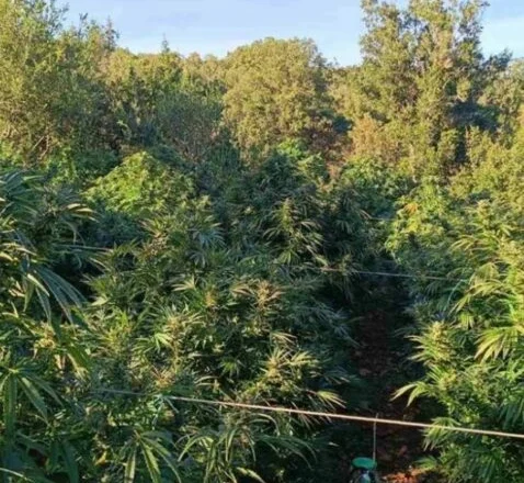 Zbulohet plantacioni me 165 fidanë kanabisi pranë kanaleve të ujitjes në Selanik, në pranga shqiptari