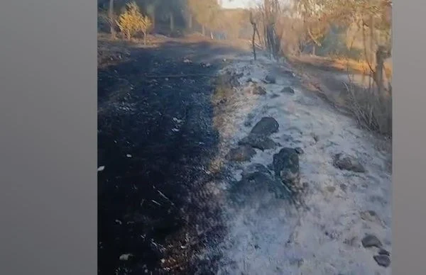 Zjarr i madh në Kavajë, digjen shtëpi dhe mbi 1000 rrënjë ulliri