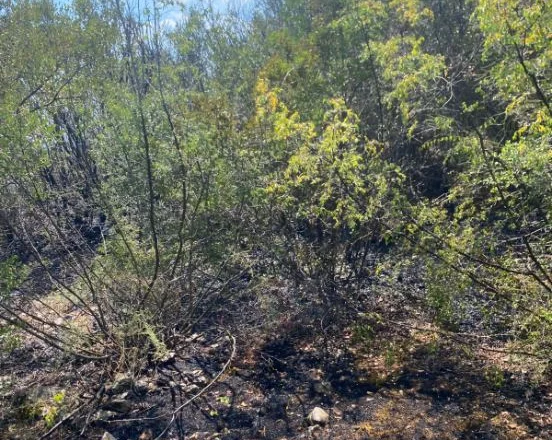 Zjarr i madh në një masiv me pisha në Elbasan, rrezikohen banesa dhe një resort turistik