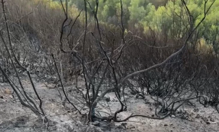 Zjarr masiv në Kurbin! Era e fortë përhap flakët, terreni malor vështirëson ndërhyrjen