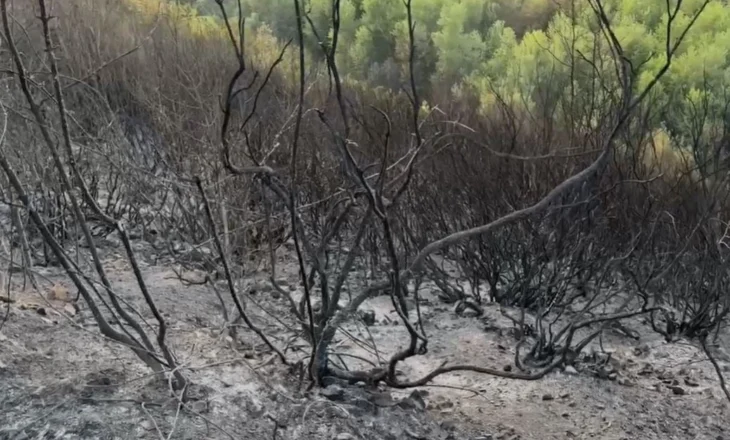 Zjarr në fshatin Skuraj të Kurbinit! Përfshihet masivi pyjor, dyshohet zjarrvënie e qëllimshme