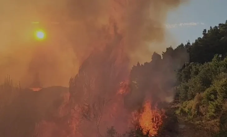 Zjarr në Mallakastër, digjen parcelat me ullishte