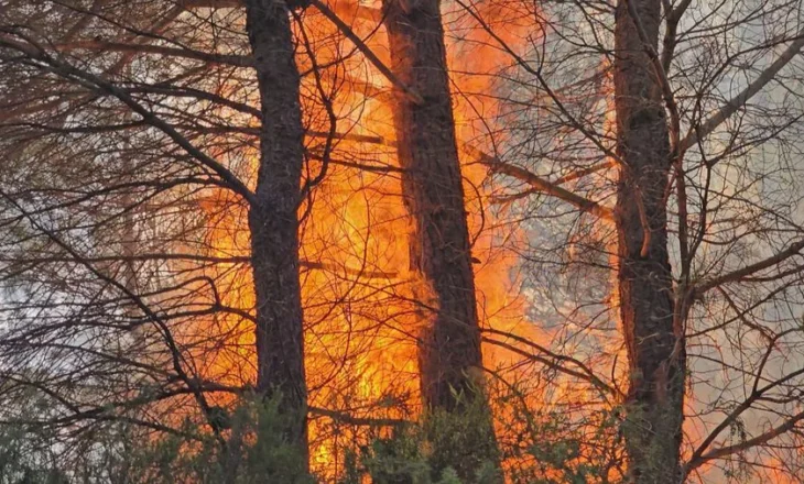 Zjarr në Skuraj të Kurbinit, përfshihet nga flakët masivi pyjor, dyshohet zjarrvënie e qëllimshme