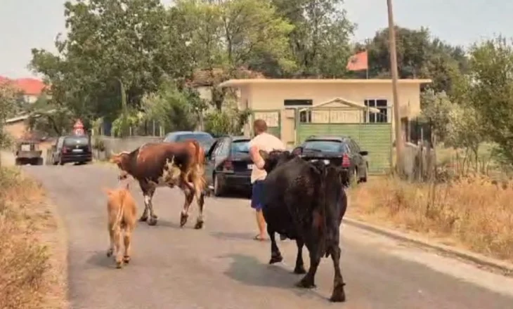 “1 milionë euro dëm në blegtori”/ Ekspertët: U dogjën mijëra bagëti e koshere bletë, shifrat pritet të rriten!