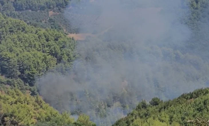 3 vatra zjarri aktive në masivin pyjor në Mallakastër, kryebashkiaku apel për ndërhyrje nga ajri