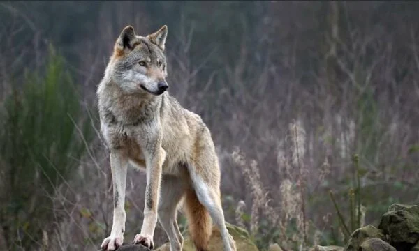 5-vjeçarja në Kosovë sulmohet nga ujku, tërhiqet zvarrë disa metra nga oborri i shtëpisë