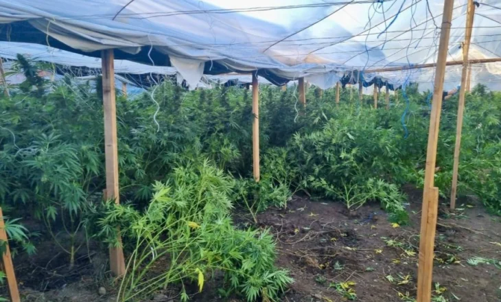 Aksion policor në Kosovë/ Zbulohet sera madhështore me 500 bimë kanabis sativa, sekuestrohet një armë dhe..